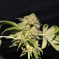 LA Fire Feminised Seeds - 5