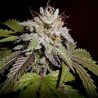 Sunset aka Sunset Sherbet Feminised Seeds - 5