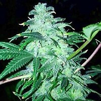 22 Feminised Seeds - 6