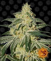 Afghan Hash Plant Regular Seeds - 10
