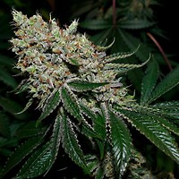 Gorilla Glue #4 Feminised Seeds - BULK x 100