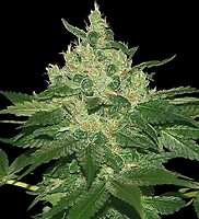 Afghan Kush Feminised Seeds - BULK x 100
