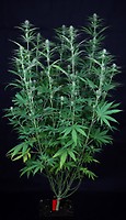 Tiger-One Cheese CBD 1:1 Feminised Seeds - BULK x 100