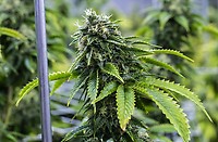 Bruce Banner FAST Feminised Seeds - BULK x 100