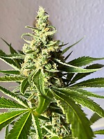Amnesia FAST Feminised Seeds - BULK x 100