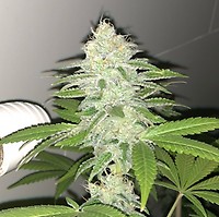 Lemon Sherbert Feminised Seeds - 5