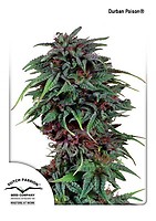 Durban Poison Regular Seeds - 10