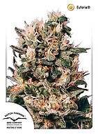 Euforia Regular Seeds - 10