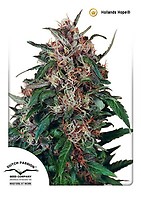 Hollands Hope Regular Seeds - 10