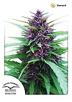 Shaman Regular Seeds - 10