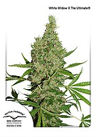 White Widow x The Ultimate Regular Seeds - 10