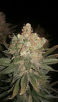 Black Domina Feminised Seeds - BULK x 100