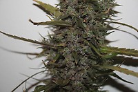 Green Crack Feminised Seeds - BULK x 100