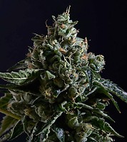 OG Kush Regular Seeds - BULK x 100