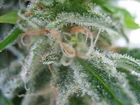 Cream Caramel Auto Feminised Seeds - BULK x 100