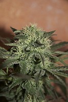 Trainwreck Auto Feminised Seeds - BULK x 100