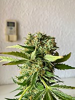 Platinum OG FAST Feminised Seeds - BULK x 100