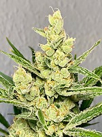 Strawberry Banana FAST Feminised Seeds - BULK x 100