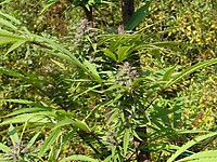 Nepalese Regular Seeds - BULK x 100