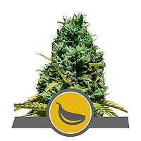 Garlic Mist Regular Seeds - 10