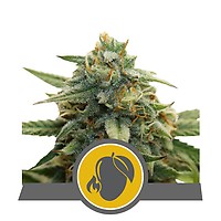 Mango Crunch Regular Seeds - 10