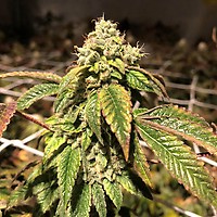 Blue Sherbalato Feminised Seeds - 5