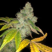 Wedding Cake Auto Feminised Seeds - 5