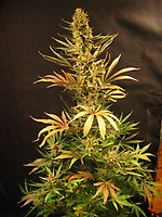 Holy Smoke Regular Seeds - 18