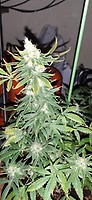 Ghandi CBD Feminised Seeds - 5