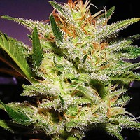 Amnesia Haze Auto Feminised Seeds - 5