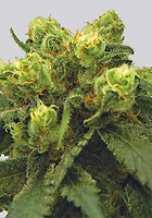 Big Bud Regular Seeds - 10