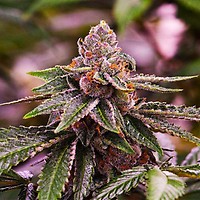 Girl Scout Cookies Feminised Seeds - 5