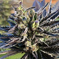 K2 Feminised Seeds - 5