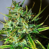 Top 44 Feminised Seeds - 5
