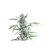 Fat Pete's Cookies Auto Feminised Seeds - 8