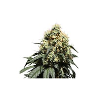 Bruce Lemon Diesel Feminised Seeds - 8