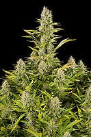 Amnesia Kush Feminised Seeds - BULK x 100