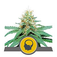 Amnesia Haze Regular Seeds - 10