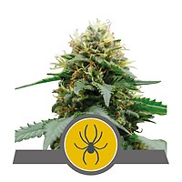 White Widow Regular Seeds - 10