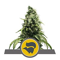 Skunk XL Regular Seeds - 10