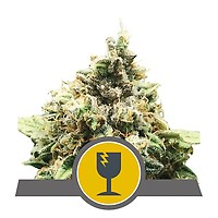 Critical Regular Seeds - 10
