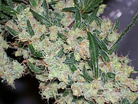 G13 Feminised Seeds - BULK x 100