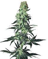Amnesia White Regular Seeds - 10