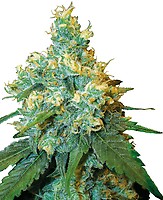 White Label Jack Herer Regular Seeds - 10