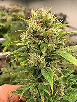 Remedy CBD Feminised Seeds - 10
