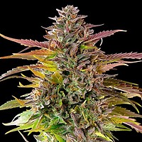 Cookies Sherbet Feminised Seeds - BULK x 100