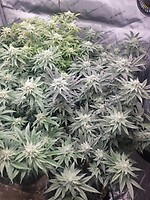Godfather OG Feminised Seeds - BULK x 100