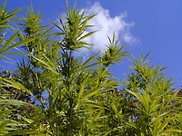 Durban Poison Feminised Seeds - BULK x 100