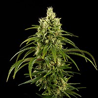 DMT Feminised Seeds - BULK x 100