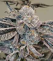 Runtz Feminised Seeds - BULK x 100